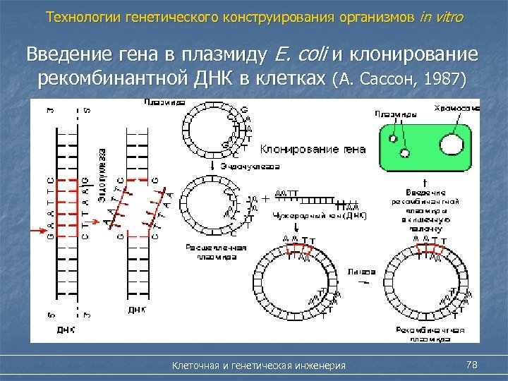 Вставка генов в плазмиду