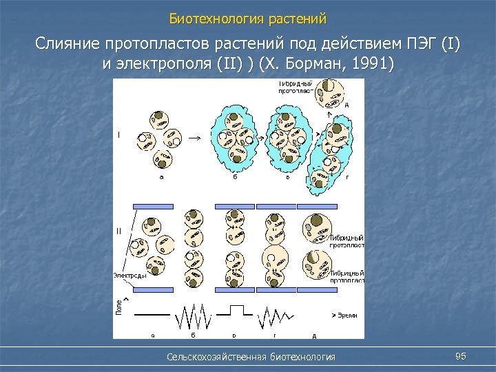 Техника получения. Слияние протопластов соматических клеток. Метод слияния протопластов. Принципиальная схема метод слияния протопластов. Слияние изолированных протопластов.