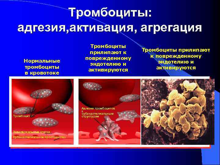 Тромбоциты: адгезия, активация, агрегация Нормальные тромбоциты в кровотоке Тромбоциты Эндотелиальные клетки Субэндотелиальное пространство Тромбоциты