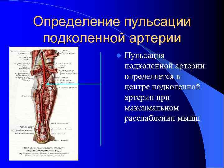 Кровообращение нижних конечностей