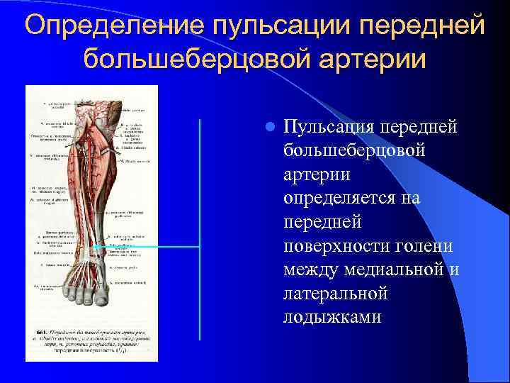 Определение пульсации передней большеберцовой артерии l Пульсация передней большеберцовой артерии определяется на передней поверхности