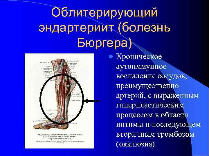 Кровообращение нижних конечностей