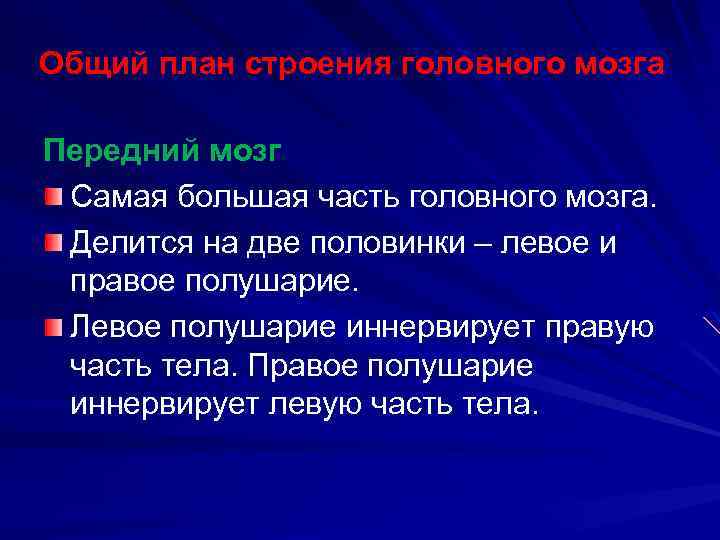 Общий план строения головного мозга Передний мозг Самая большая часть головного мозга. Делится на