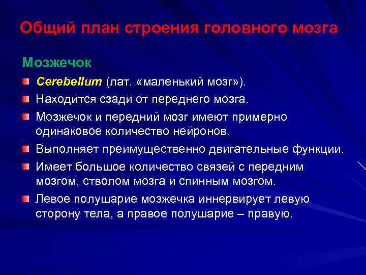 Общий план строения головного мозга Мозжечок Cerebellum (лат. «маленький мозг» ). Находится сзади от