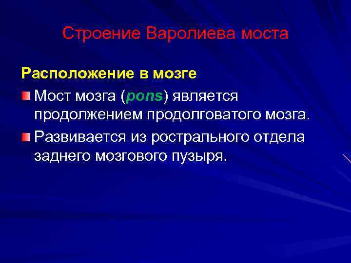 Строение Варолиева моста Расположение в мозге Мост мозга (pons) является продолжением продолговатого мозга. Развивается