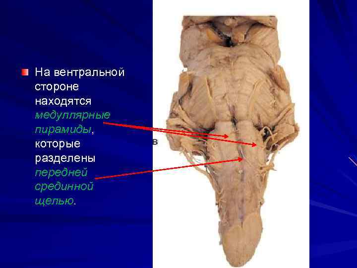 На вентральной стороне находятся медуллярные пирамиды, которые разделены передней срединной щелью. 