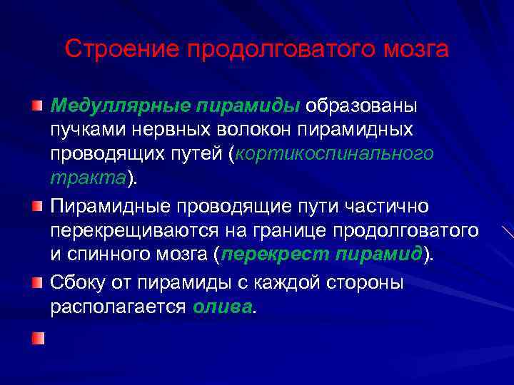 Строение продолговатого мозга Медуллярные пирамиды образованы пучками нервных волокон пирамидных проводящих путей (кортикоспинального тракта).