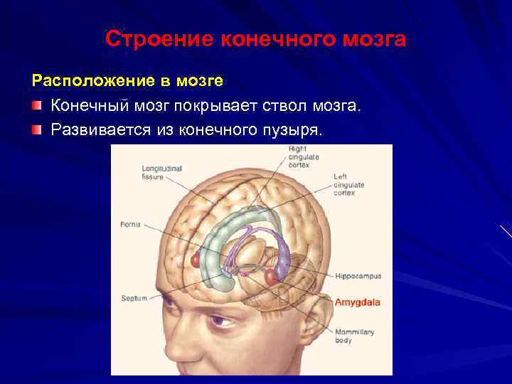 Расскажите о спинном мозге используя следующий план форма длина масса расположение