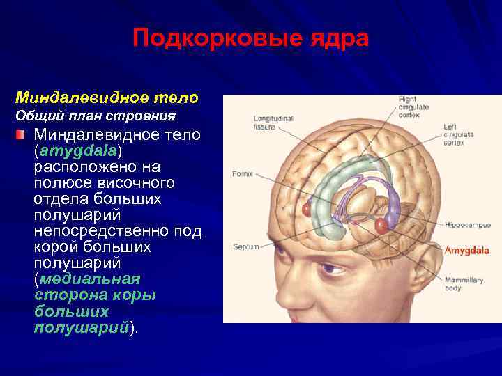 Миндалевидное тело это