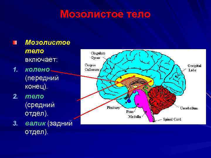 Мозолистое тело функции