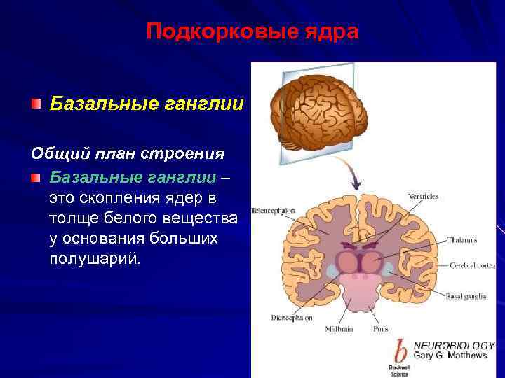 Общий план строения конечного мозга