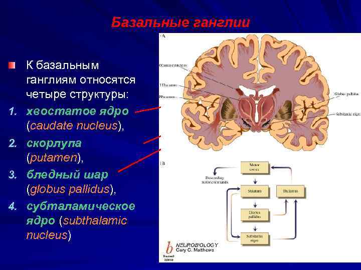 Базальные ганглии 1. 2. 3. 4. К базальным ганглиям относятся четыре структуры: хвостатое ядро