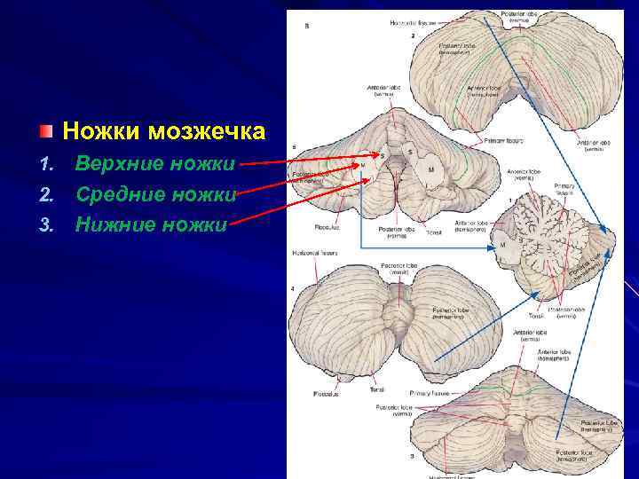 Мост и мозжечок строение. Мозжечок анатомия. Мозжечок поперечный разрез. Мозжечок строение ножки. Дольки мозжечка анатомия.