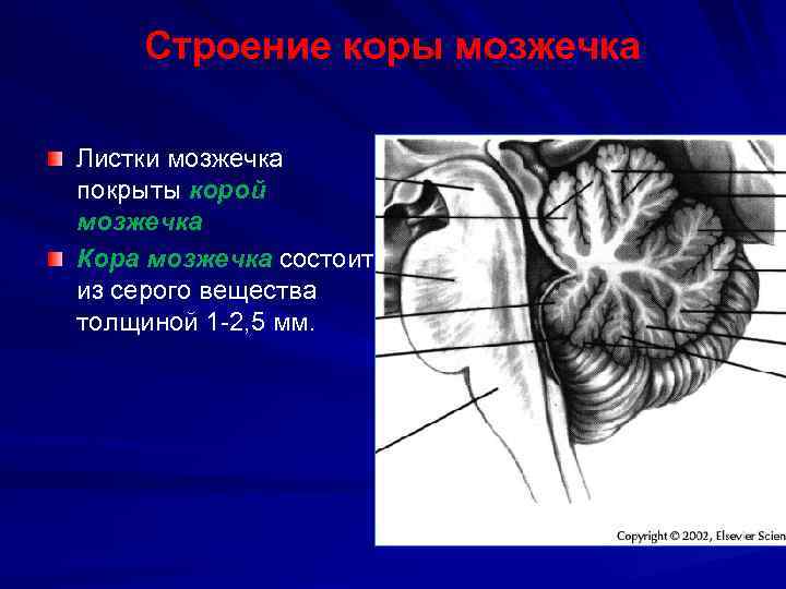 Заполните схему ядра мозжечка