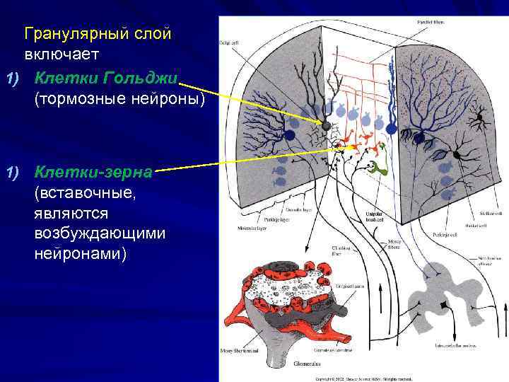 Гранулярный слой включает 1) Клетки Гольджи (тормозные нейроны) 1) Клетки-зерна (вставочные, являются возбуждающими нейронами)