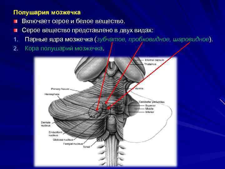 Полушарие мозжечка. Серое и белое вещество мозжечка. Ядра мозжечка, их топография. Серое вещество мозжечка представлено. Серое вещество мозжечка анатомия.