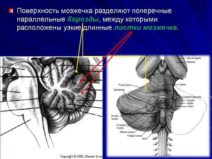 Вырезка мозжечка. Горизонтальная борозда мозжечка. Строение мозжечка латынь. Мозжечок строение и функции. Горизонтальная щель мозжечка.