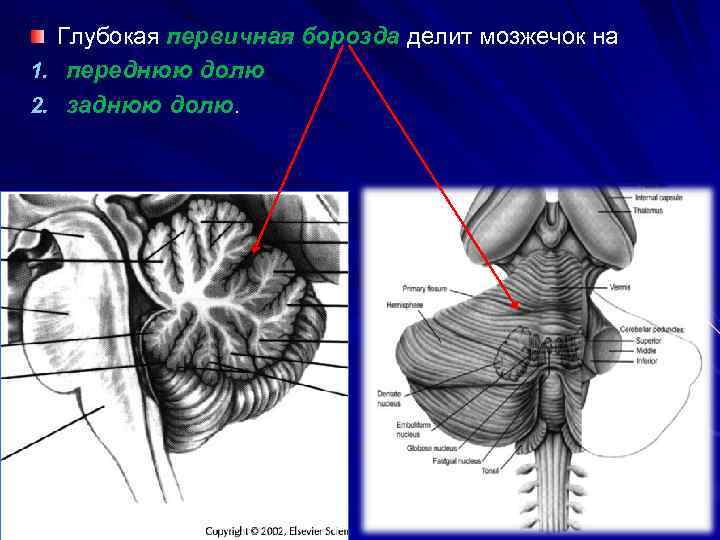 Ядра мозжечка схема