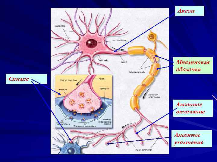Аксон Миелиновая оболочка Синапс Аксонное окончание Аксонное утолщение 