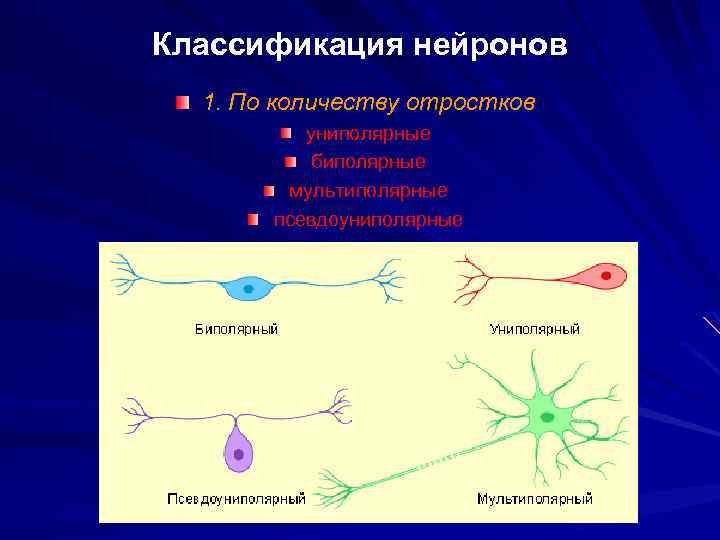 Укажите строение нейрона