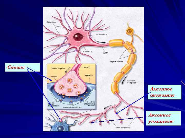 Дендриты и тело нейрона образуют. Строение нейрона эффектор. Понятие о нейроне. Нервная ткань синапс. Рецепторы нейрофизиология.
