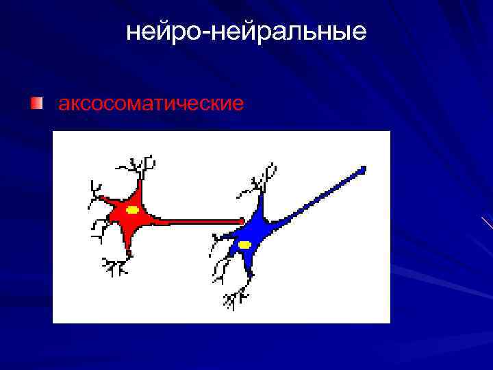 нейро-нейральные аксосоматические 