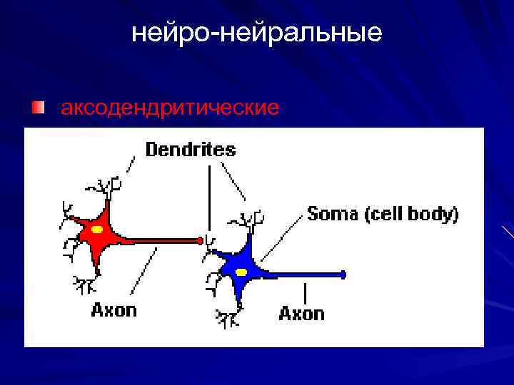 Центр нейрон абакан. Проводит сигнал к телу нейрона. Сома нейрона. Пептидергические Нейроны. Терминал нейрона это.