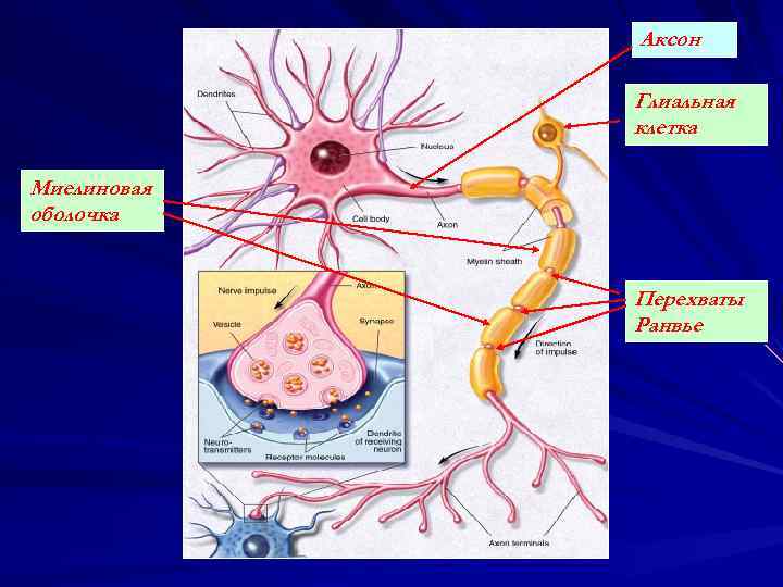 Аксон Глиальная клетка Миелиновая оболочка Перехваты Ранвье 