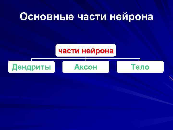 Основные части нейрона Дендриты Аксон Тело 