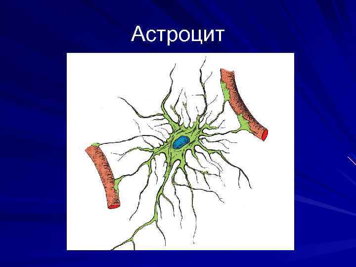 Астроциты. Астроцитарная глия строение. Фиброзные астроциты. Плазматические астроциты строение. Волокнистые астроциты патологии.