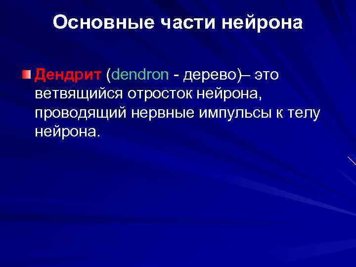 Основные части нейрона Дендрит (dendron - дерево)– это ветвящийся отросток нейрона, проводящий нервные импульсы