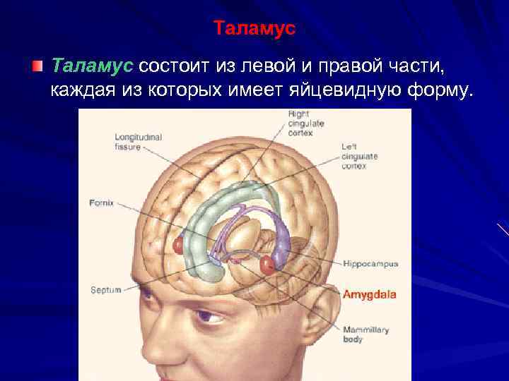 1 головной мозг расположение