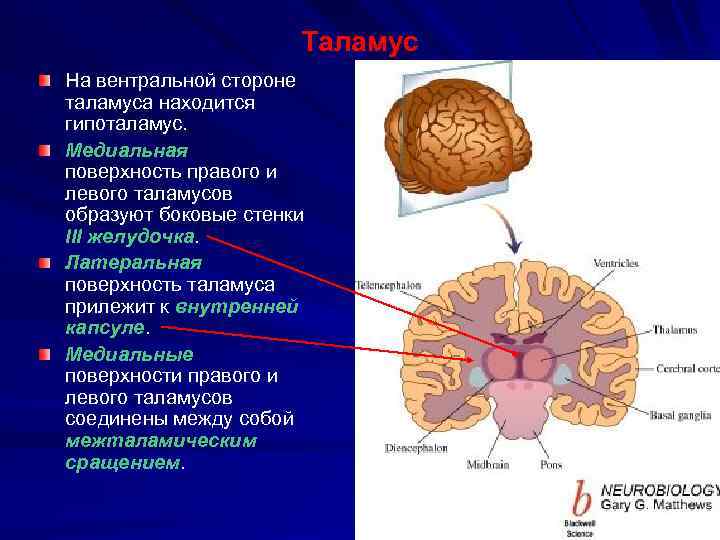Промежуточный мозг располагается в. Таламус анатомия. Зрительные Бугры мозга анатомия. Структуры промежуточного мозга схема. Вентральный таламус функции.