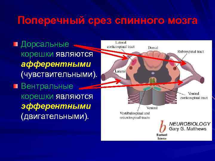 Входят в состав задних корешков спинного мозга. Строение спинного мозга дорсальные рога. Передние и задние корешки спинного мозга.