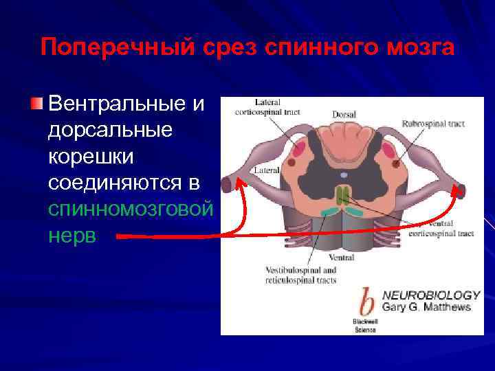 Поперечный срез спинного мозга Вентральные и дорсальные корешки соединяются в спинномозговой нерв 