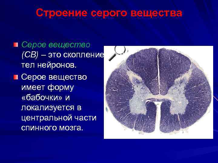 Серое вещество мозга образовано