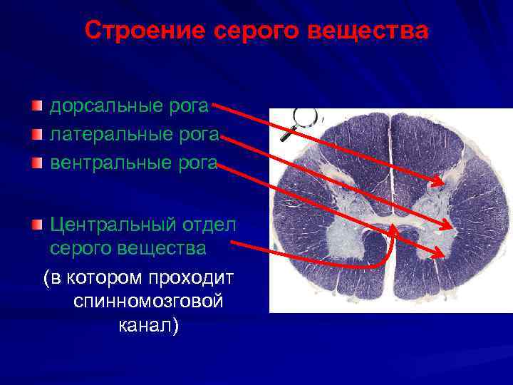 Рога спинного мозга