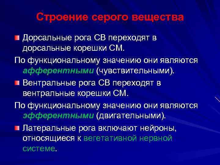 Строение серого вещества Дорсальные рога СВ переходят в дорсальные корешки СМ. По функциональному значению