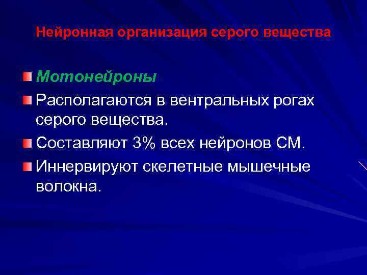 Нейронная организация серого вещества Мотонейроны Располагаются в вентральных рогах серого вещества. Составляют 3% всех