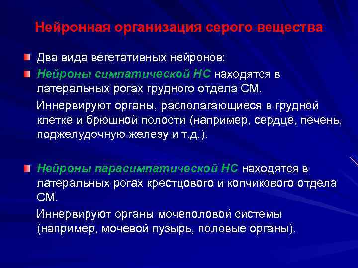 Нейронная организация серого вещества Два вида вегетативных нейронов: Нейроны симпатической НС находятся в латеральных