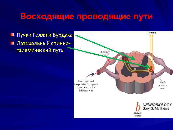 Пути голля и бурдаха