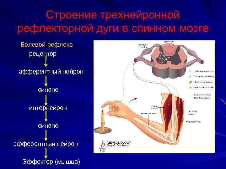 Рецептор рефлекс. Болевой рефлекс. Рефлекторная дуга болевого рефлекса. Ноцицептивная рефлекторная дуга. Болевой рефлекс сопровождается.