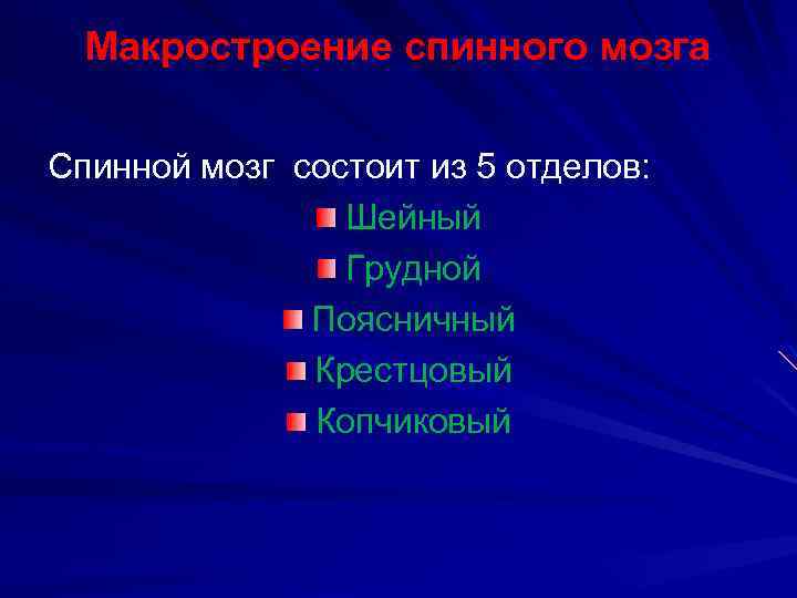 Макростроение спинного мозга Спинной мозг состоит из 5 отделов: Шейный Грудной Поясничный Крестцовый Копчиковый
