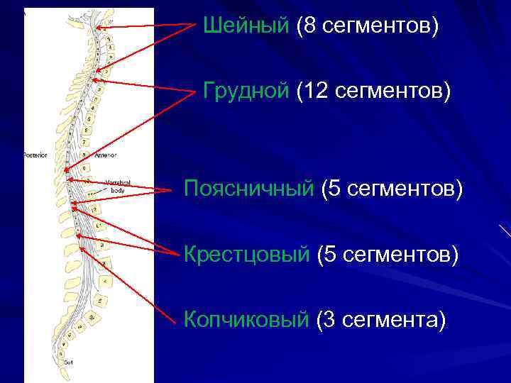 Шейные сегменты. Тяж спинного мозга. Шейный грудной поясничный крестцовый копчиковый. Спинной мозг строение шейный грудной поясничный и копчиковый. Спинной мозг длинный тяж.