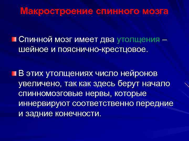 Макростроение спинного мозга Спинной мозг имеет два утолщения – шейное и пояснично-крестцовое. В этих
