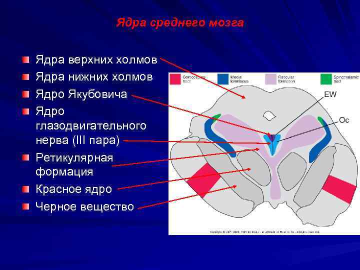 Ядра среднего мозга Ядра верхних холмов Ядра нижних холмов Ядро Якубовича Ядро глазодвигательного нерва