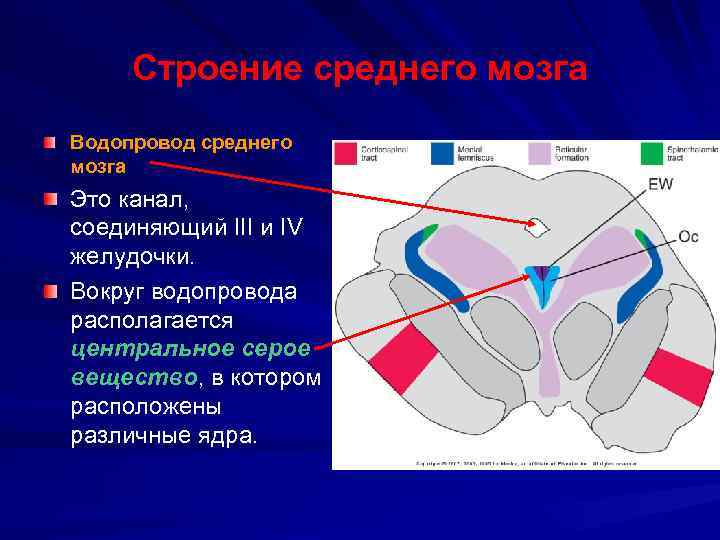 Строение среднего мозга Водопровод среднего мозга Это канал, соединяющий III и IV желудочки. Вокруг
