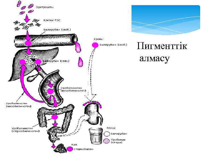 Пигменттік алмасу 