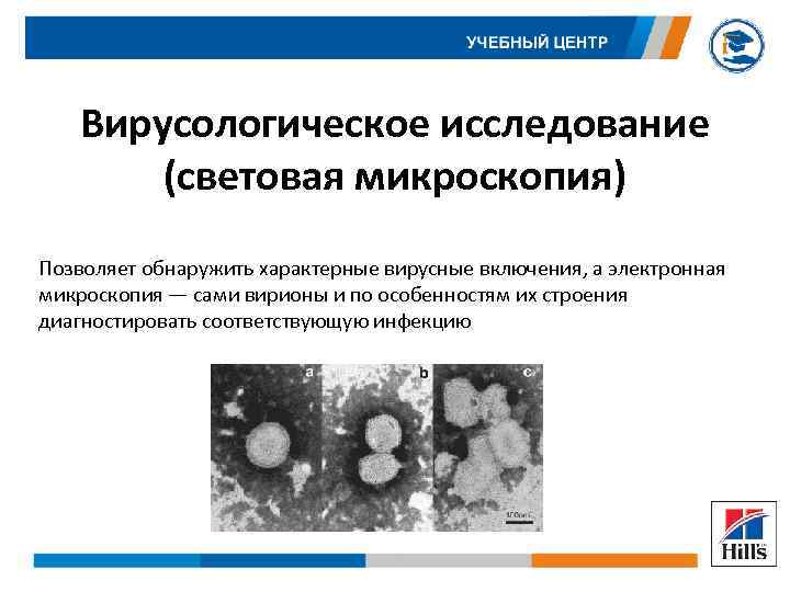 Вирусологическое исследование (световая микроскопия) Позволяет обнаружить характерные вирусные включения, а электронная микроскопия — сами