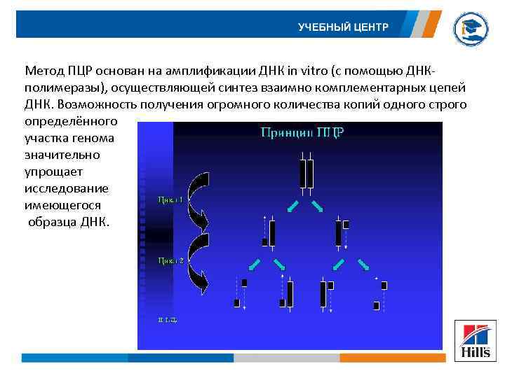 Метод ПЦР основан на амплификации ДНК in vitro (с помощью ДНК полимеразы), осуществляющей синтез